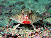 red-lipped_batfish.jpg