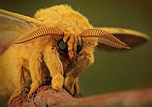 venezuelan_poodle_moth2.jpg