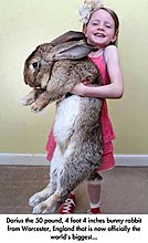 big_rabbit.jpg