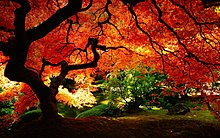 maple-autumn-1280x800-wallpaper-3470.jpg
