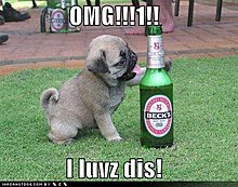 funny-dog-pictures-pug-loves-beer.jpg