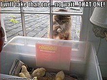 funny-pictures-cat-chooses-what-chick-eat.jpg