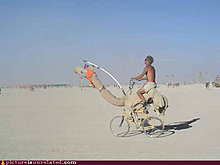 wtf-pic-camel-biking.jpg