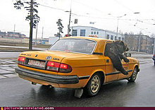 wtf_pics-bear-taxi.jpg