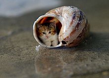 best-chiver-tuesday-9.jpg